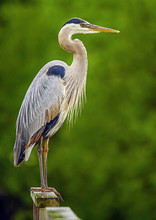 Great Blue Heron 3