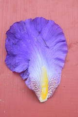 Poster - Purple Iris Flower Petal