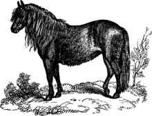 Vintage Welsh Pony, Vector Sketch Of A 19th Century Engraving