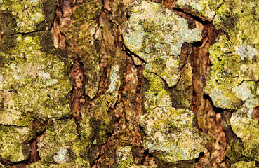 Brown wood texture of tree bark with green moss