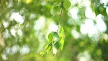 Birch Tree Branch With Green Leaves Sway In The Wind. Selective Soft Focus, Art Green Bokeh
