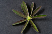 Lupine Leaf On Black Background