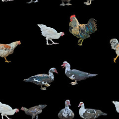 Poster - Farm birds, seamless pattern.