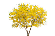 Beautiful Tree Cassia Fistula And Yellow Flowers Isolated On White Background