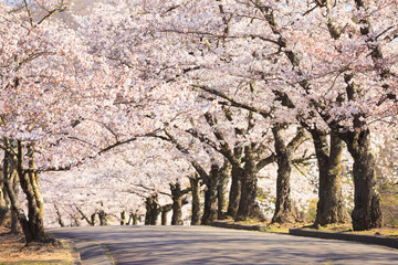 cherry tree in bloom and road