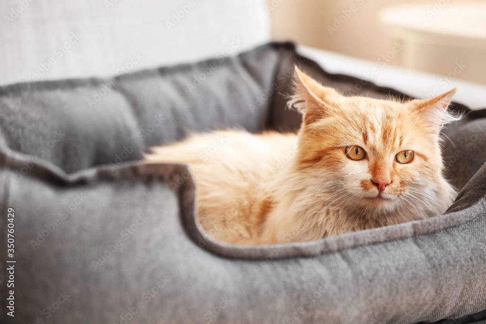 Cute funny cat lying in pet bed at home