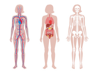 Sticker - Internal structure of woman body.