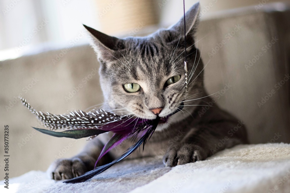 Close-up Of Cat Playing With Feathers - obrazy, fototapety, plakaty 