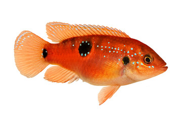 Canvas Print - Red Jewel cichlid  aquarium fish Hemichromis bimaculatus