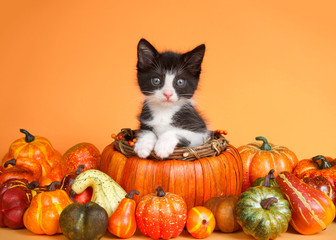 Wall Mural - Tuxedo kitten sitting up with paws on side of an autumn pumpkin basket surrounded by pumpkins, squash and gourds on orange background looking directly at viewer.