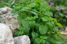 Melissa Officinalis Or Lemon Balm Green Leaves In The Garden, Daytime, Outdoors Cultivating Plants, Edible Herb