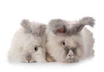 Canvas Print - English Angora rabbits