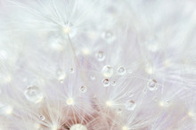Beautiful Dandelion Flower, Closeup View