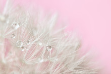 Beautiful Dandelion On Color Background, Closeup