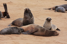 Cape Fur Seals Relaxing On Beach
