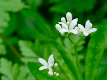 Woodruff Medicinal Plant With Flower