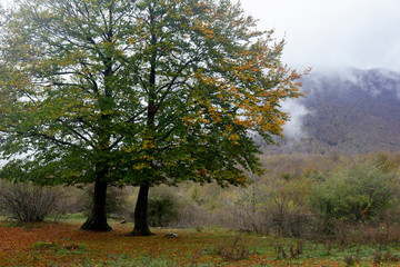 colorful autumn tree in mountain landscape