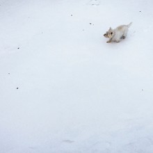 High Angle View Of West Highland White Terrier Running On Snow