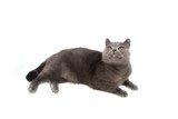 Fototapeta Koty - british shorthair cat