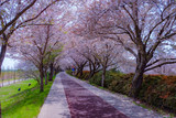 Fototapeta Przestrzenne - Cherry Blossom season in April at Samnak Ecological Park, near Gimhae international Airport, Busan, South Korea. 