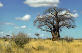 Fototapeta Sawanna - Baobab africain, Adansonia digitata, Parc national de Tarangire, Tanzanie