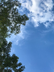 Wall Mural - Branches of a tree against blue sky close up. Tree stick against blue sky background.