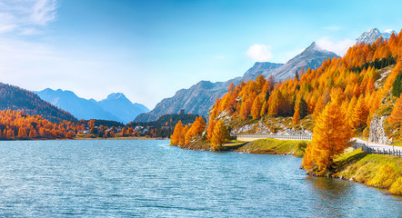 Wall Mural - fantastic autumn scene on sils lake (silsersee) and asphalt road on the shore.