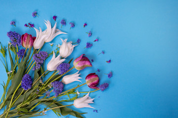 Wall Mural - Pink and white tulips on bright blue background.Blue floral background. Celebration concept