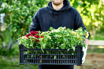 Wall Mural - Man is shopping petunia flowers in garden center carrying basket.