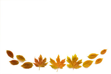 Wall Mural - various colorful autumn leaves like maple and beech leaf. isolated white background with copy space