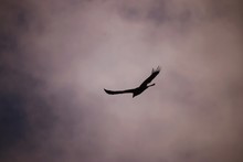 Low Angle View Of Silhouette Vulture Flying Against Cloudy Sky