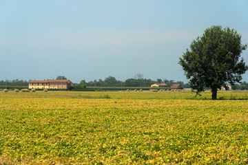 Country landscape near Carpaneto, Piacenza, at summer