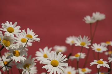 white flowers in the garden