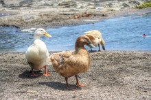 Ducks At The Lakeside