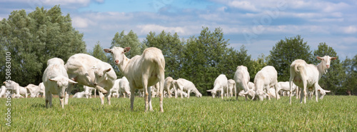 Fotomural large herd of white goats in green grassy meadow under blue sky with white cloud