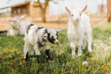 black and white small newborn baby goat eating grass on farm of countryside