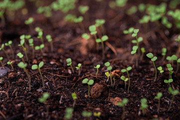 Seedlings in the planting tray.