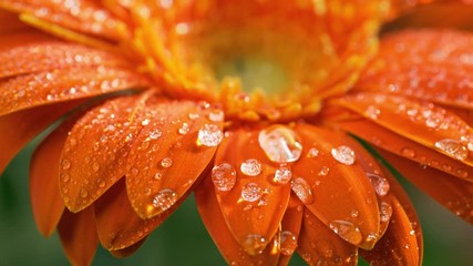 Wall Mural - Macro shot of orange daisy-gerbera flower with water drops. Dew drops falling on flower petals. Slow motion