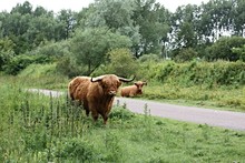 Highland Cattle On Grassy Field Alongside Country Road