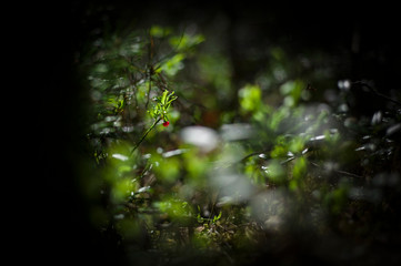 forest litter