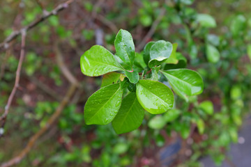 Chaenomeles superba (Nicoline), outdoor plants 2020