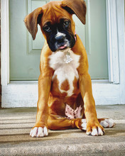 A Boxer Dog With A Funny Face Sitting On The Front Porch