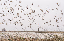 Large Flock Of Northern Shoveler Ducks In Northern California