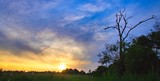 Fototapeta Niebo - Zachód słońca drzewo niebo