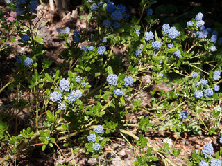 Canvas Print - (Ceanothus thyrsiflorus 'Blue Sapphire') Céanothes bleu saphyr ou lilas de Californie aux rameaux garnis de grappes de petites fleurs bleu tendre et parfumées au feuillage denté, oval, vert foncé 