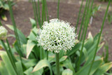 Fototapeta Dmuchawce - Hemerocallis hybr. (Crystal Cameo), outdoor plants 2020