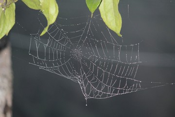 spider on web
