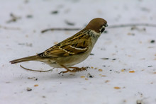 Forest Birds Live Near The Feeders In Winter