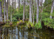 Cypress Trees In Swamp In Sweetwater Slough On Loop Road In Big Cypress National Preserve In Florida