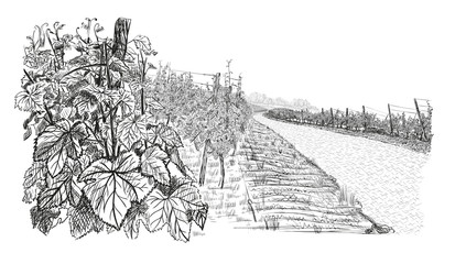 Wall Mural - Landscape with of vineyard. Closeup bush of grape, beside stone road. illustration in sketch style isolated on white background